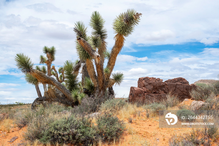 USA, Nevada, Clark County, Gold Butte National Monument. The twisted bnranches of a wacky looking Jaeger’s Joshua Tree (Yucca jaegeriana)