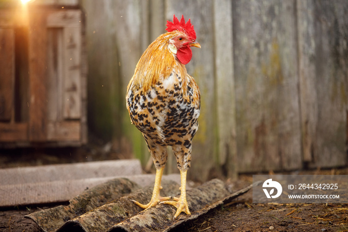 The rooster is waiting for his hens near the roost in the evening