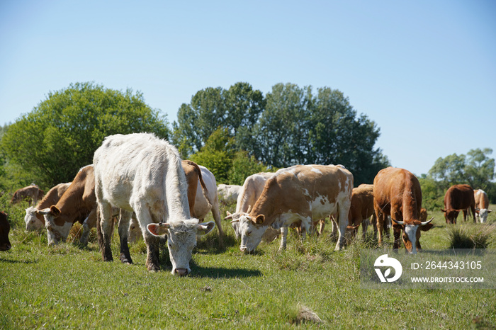 Cattle cows and calves graze in the grass. Cattle breeding free range. Europe Hungary