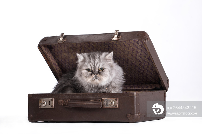 Adorable gray cat in travel bag on white background