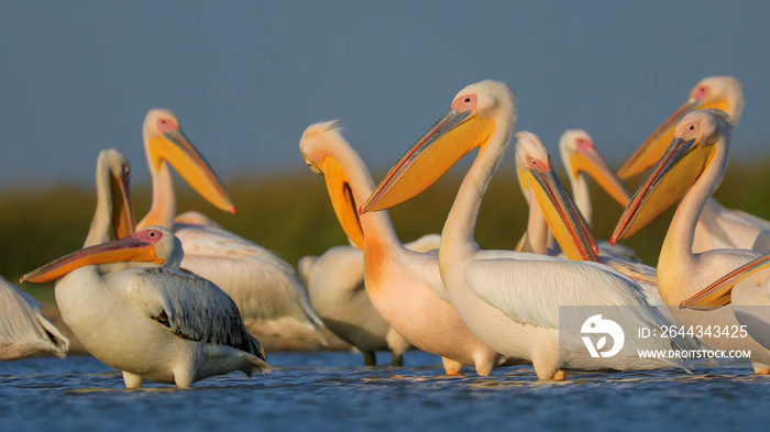 great white pelican (Pelecanus onocrotalus)