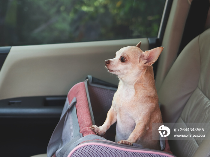 brown chihuahua dog   standing in  traveler pet carrier bag in car seat, looking outside. Safe travel with animals.