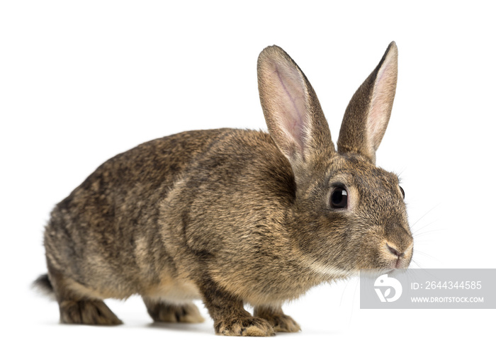 European rabbit or common rabbit, 3 months old, Oryctolagus cuniculus against white background