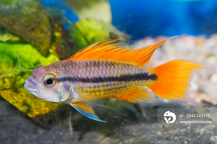 Portrait of aquarium fish - Cockatoo cichlid (Apistogramma cacatuoides) in aquarium