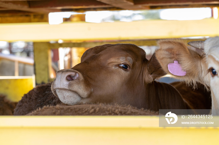 A cow loaded onto a truck for transport looking out through the bars