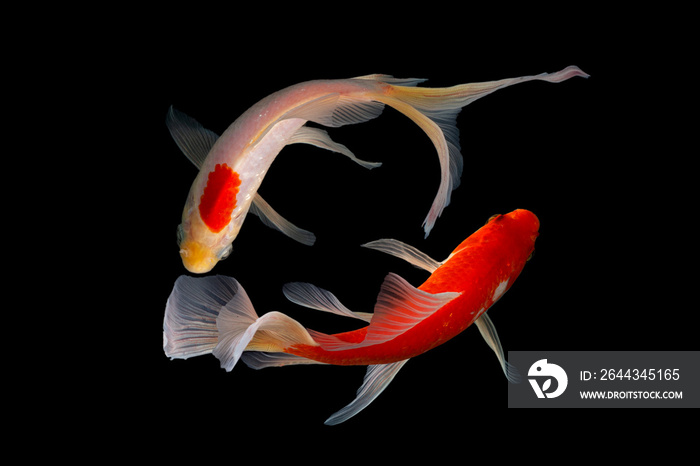 Japan Koi Carp in Koi Pond black background