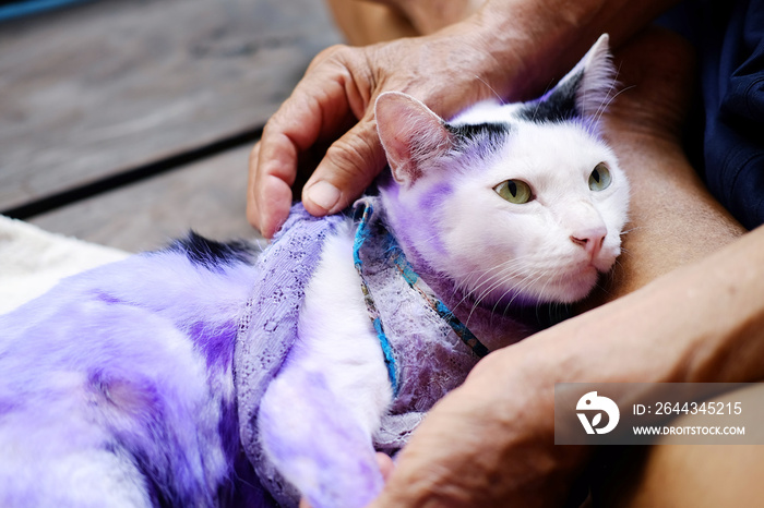 Dermatitis and treat Purple pill for cat with diseased Tinea or Ring worm on cat skin.