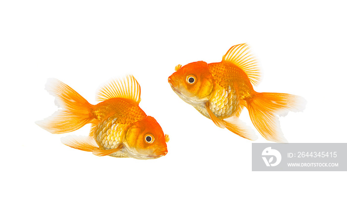 Goldfishs isolated on White Background