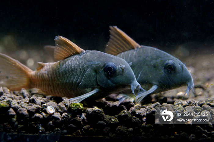 A pair of Slate Cory Catfish (Corydoras concolor) staying on aquarium bottom