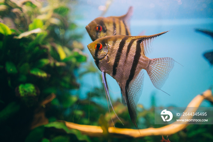 Angelfish Pterophyllum scalare