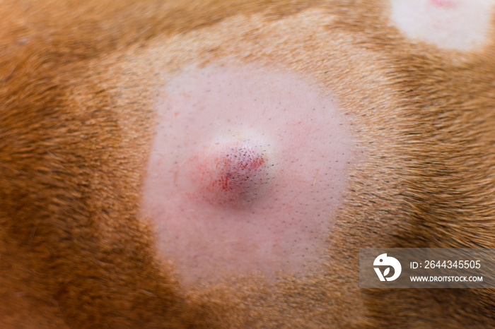 close-up photo of a dog with lumps on his skin before the surgery