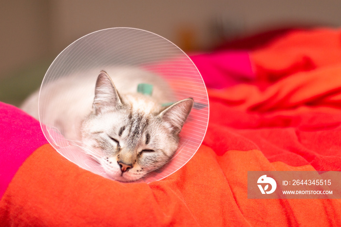 Pet care concept Sleepy cat wearing Elizabethan collar, E-collar or buster collar for protection the wound after surgical operation with copy space