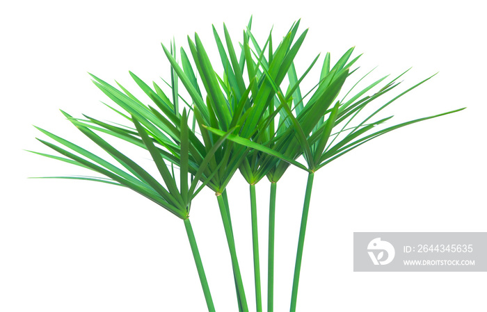 Umbrella plant, Papyrus, Cyperus alternifolius L. Isolated on white backgrund. with clipping path.