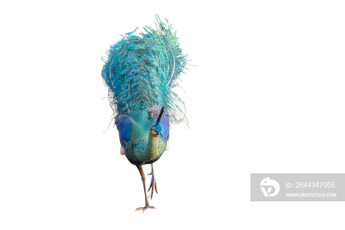 Male peacock  on a white background