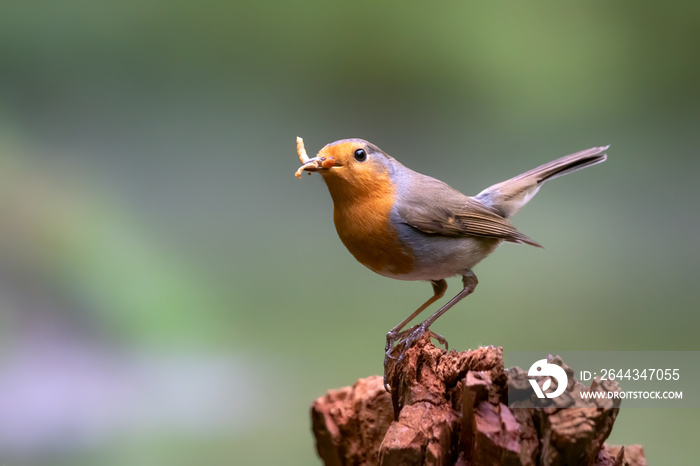 European Robin (Erithacus rubecula)  carrying worm meal in his beaks on a tree trunk in the forest of Noord Brabant in the Netherlands.