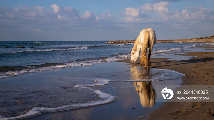 Cheval blanc sur la plage.