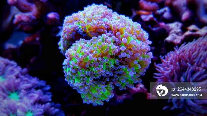 Frogspawn lps coral in reef aquarium tank