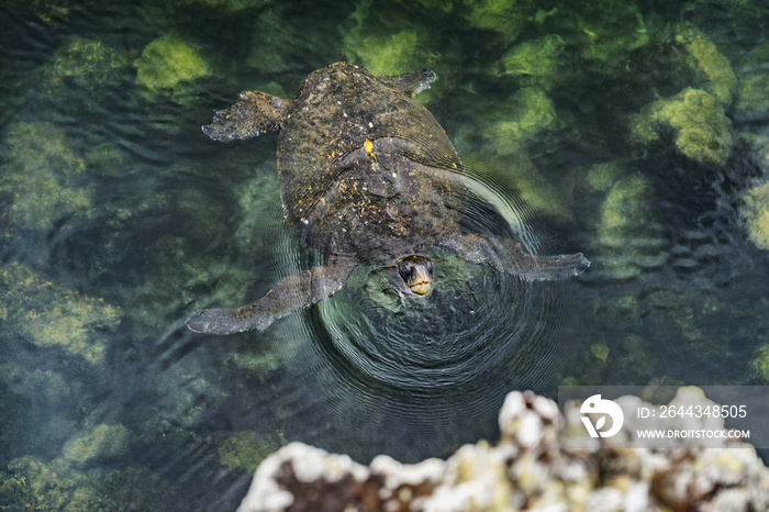 Galapagos green turtle swimming on Galapagos Islands. Green sea turtles in Galapagos Marine Reserve, Ecuador, South America. From Los Tuneles, The Tunnels on Isabela Island.