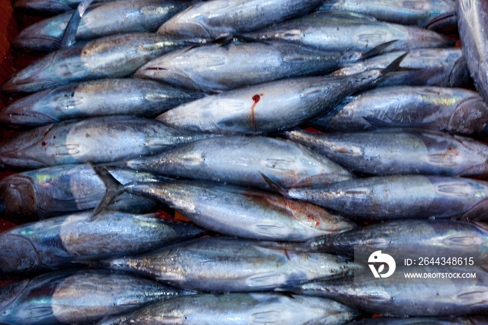 ALBACORE - BONITO DEL NORTE O ATÚN BLANCO (Thunnus alalunga), Santoña, Cantabria, Spain,