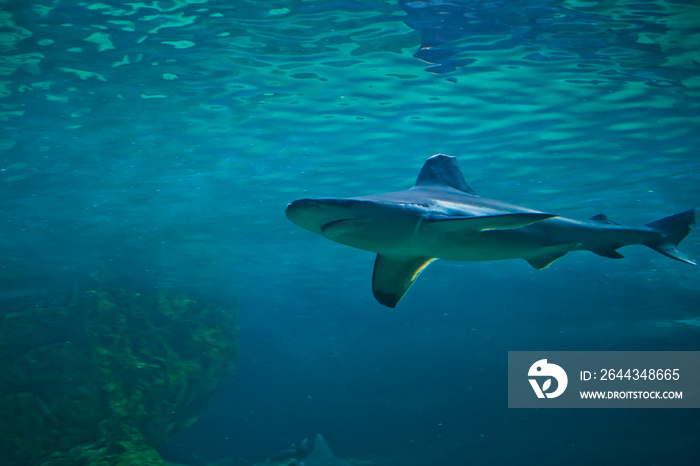 Great white shark at the Madrid Zoo Aquarium