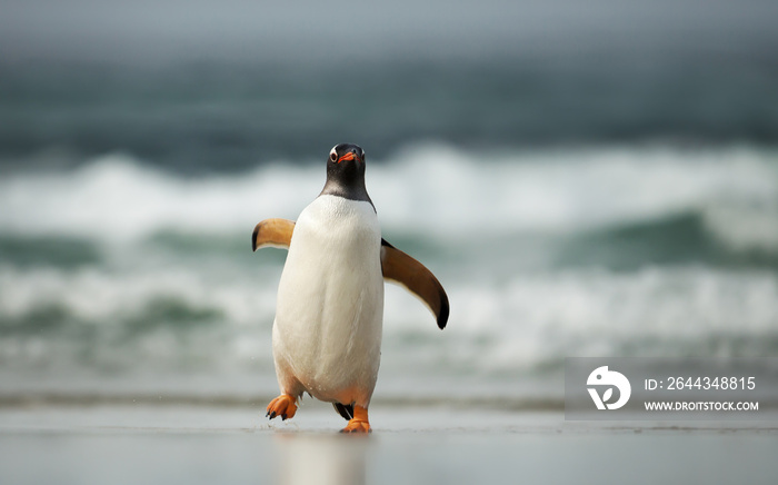 Gentoo penguin coming ashore from Atlantic ocean