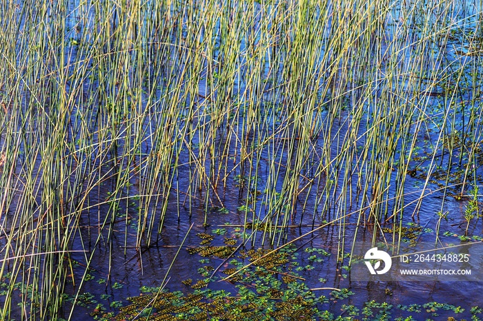 Photograph recorded at the Nautical Park - Lagoa dos Quadros in Capão da Canoa in Rio Grande do Sul, Brazil.