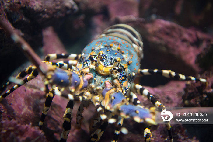 Painted rock lobster  in the coral reef