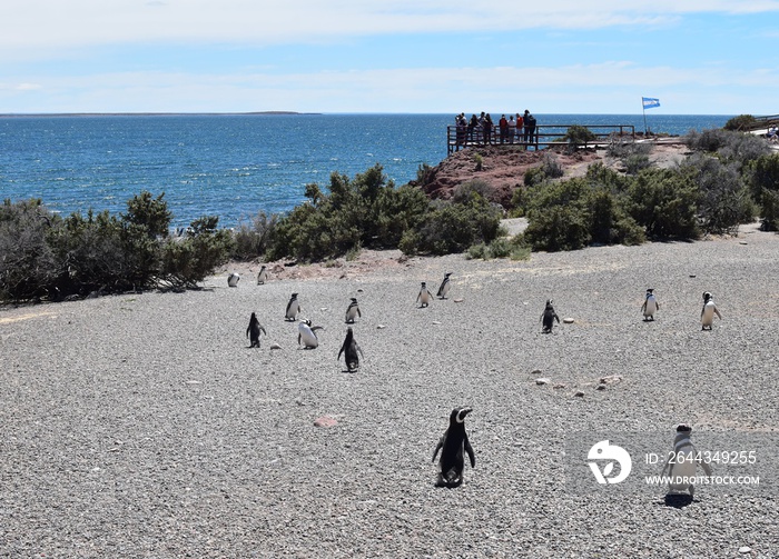 Pingüinos de Magallanes en Punta Tombo, Argentina