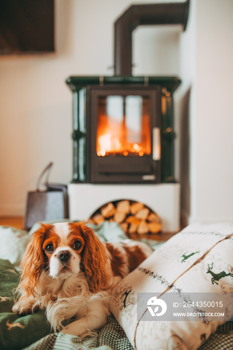 Cute Little Puppy Resting By The Fireplace at Home. Cavalier King Charles Spaniel baby dog resting, sitting, by the cozy burning fireside in Swiss mountain chalet. Festive Christmas