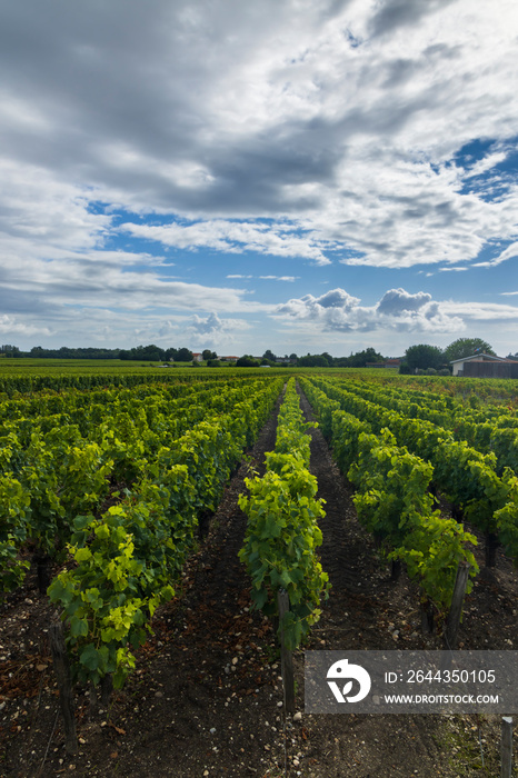 Typical vineyards near Saint-Julien-Beychevelle, Bordeaux, Aquitaine, France