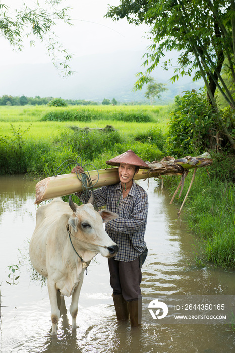 Man carrying log with ox, Shan State, Keng Tung, Burma