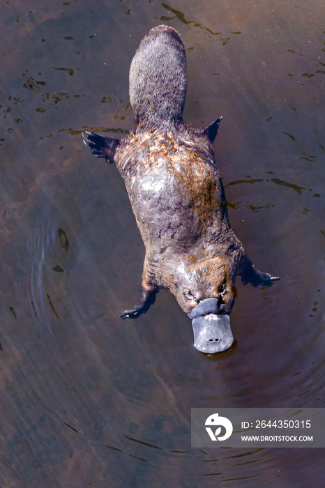 Platypus sviming in the river, Burnie in Tasmania, Australia