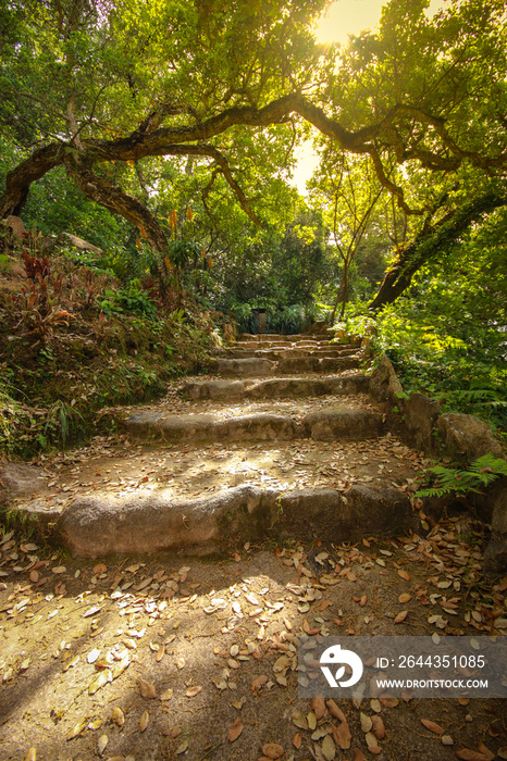 old stone staircase surrounded by vegetation in a forest. Magical florest