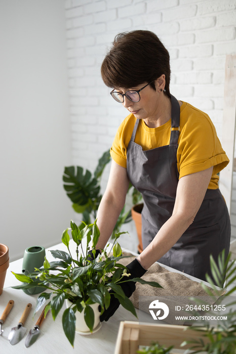 Middle aged woman in an apron clothes takes care of potted plant in pot. Home gardening and floriculture. House with green plants and cottagecore botanic florist concept
