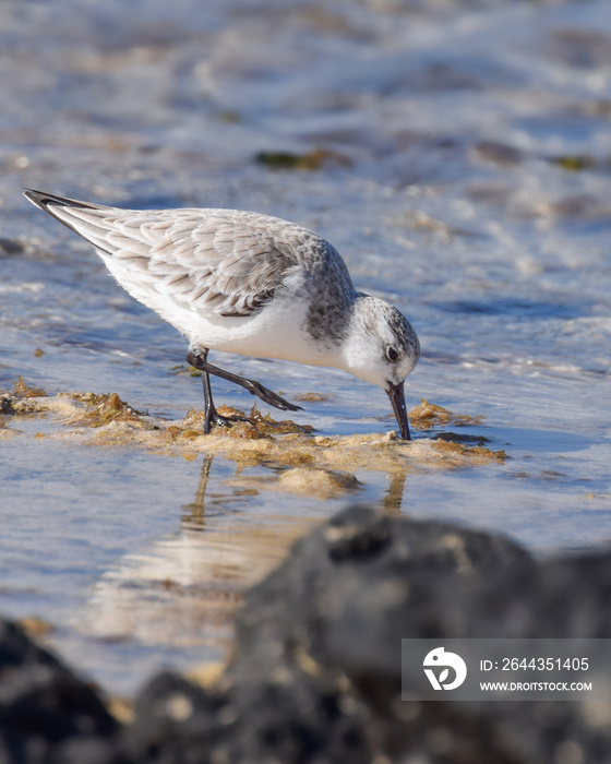 Sandpiper at the beach in Fuerteventura, Canary islands, Spain