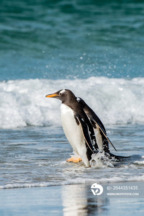 It’s Group of the penguins playing, swimming and eating in the Atlantic Ocean