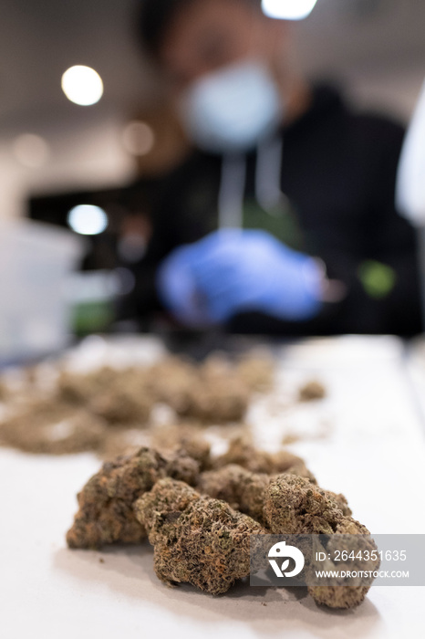 Budtender trimming Cannabis Nugs and weighing Flowers