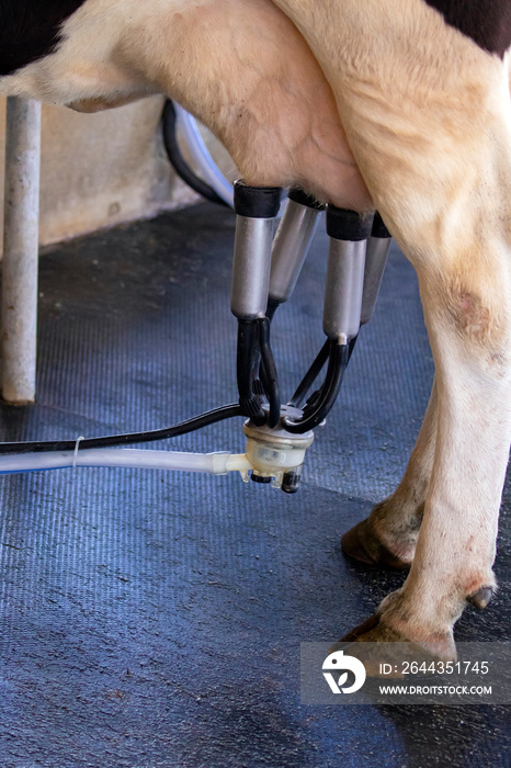 Image of cow milking facility, Milking cow with milking machine and mechanized milking equipment.