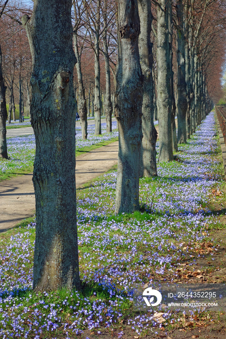 lindenallee  mit scilla in herrenhäuser gärten hannover