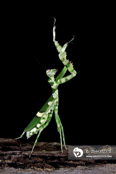 Banded flower mantis, beautiful mantis, green mantis, animal closeup