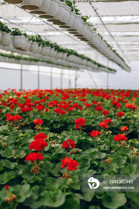 Spring greenhouse full of colorful geraniums ready for business.