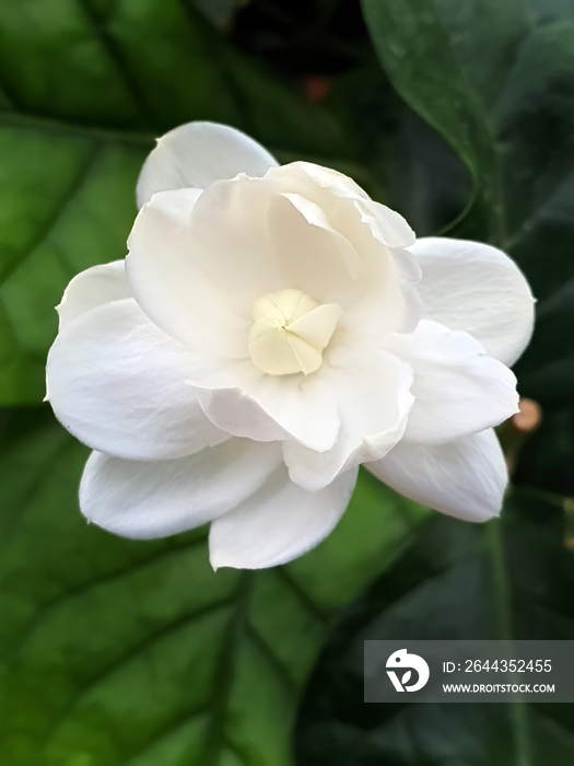 Close up of White jasmine, Jasminum sambac or Arabian jasmine, Grand Duke of Tuscany, beautiful white flower and green leaves, aroma