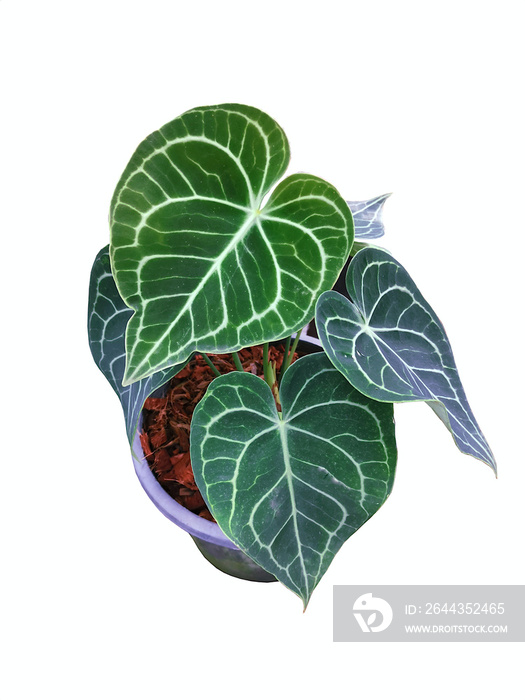 Heart shaped leaves, Anthurium clarinervium plant in pot, Tropical houseplant, on white background.