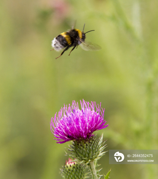 Bumblebee in flight at the flower