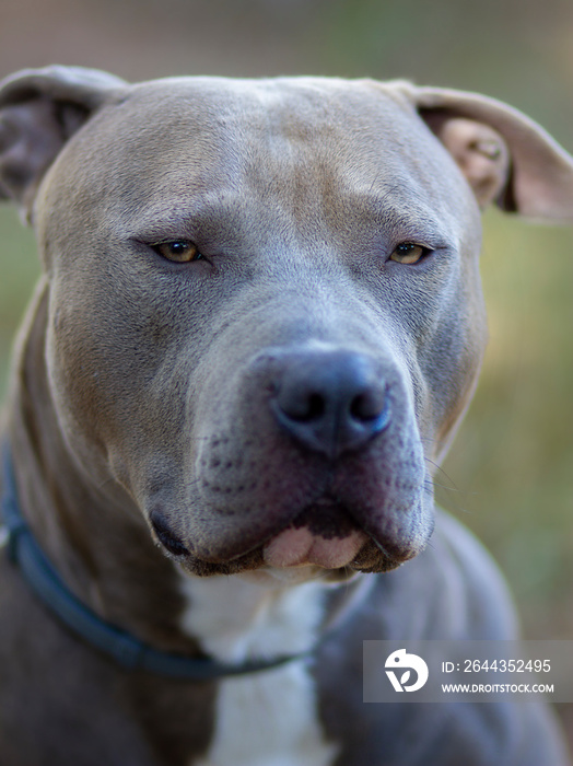 Beautiful portrait of a American Stafforshire blue terrier