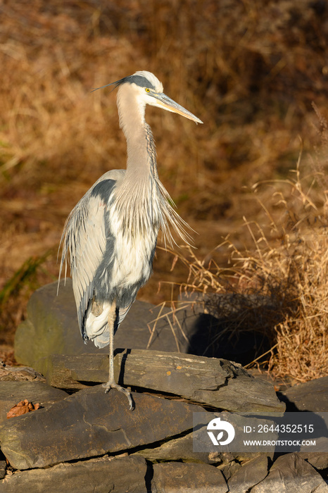 Great Blue Heron Perched on a Wall of the C&O Canal on a Late Autumn Afternoon