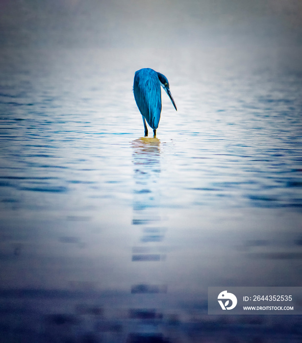 Great Blue Heron. This bird is stanying in the water in river Saloum. This is a bird sanctuary in Senegal, Africa. Beautiful nature background with wildlife photo of animal.