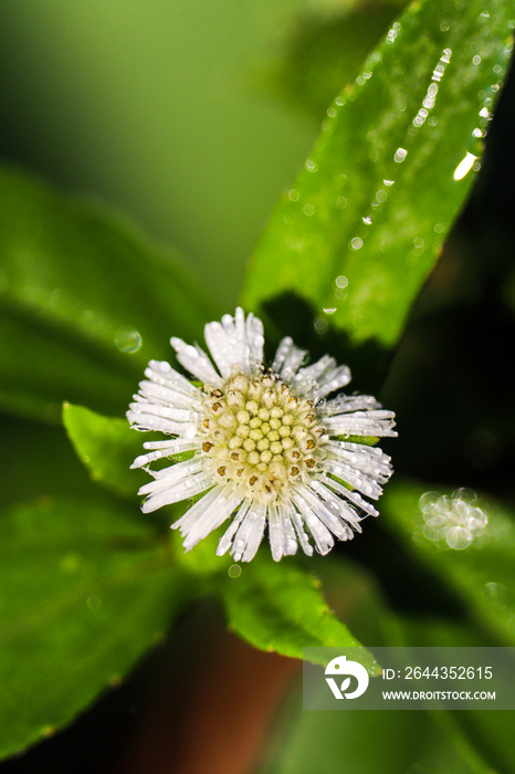 white Eclipta Alba flower with morning dew drops