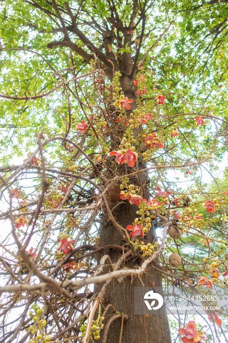 Background of Cannonball tree