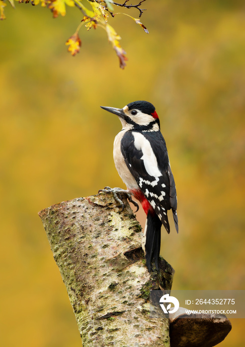 Great spotted woodpecker perched on a mossy birch tree